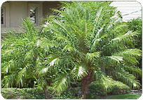 Phoenix Palms