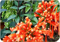 Begonia Orange