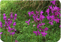 Ground Orchid DF
