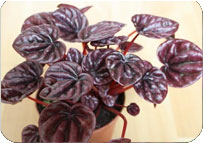 Peperomia Red
