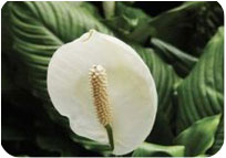 Spathiphyllum Scented