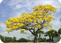 Tabebuia Argentea Yellow Tree