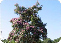 Tabebuia Rosea Pink Tree